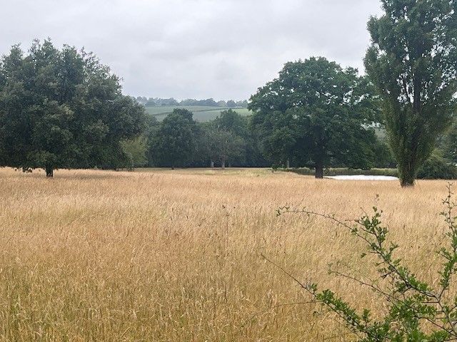 Open field